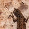 A lizard on one of the many boulders during the ascent down to Trail Canyon