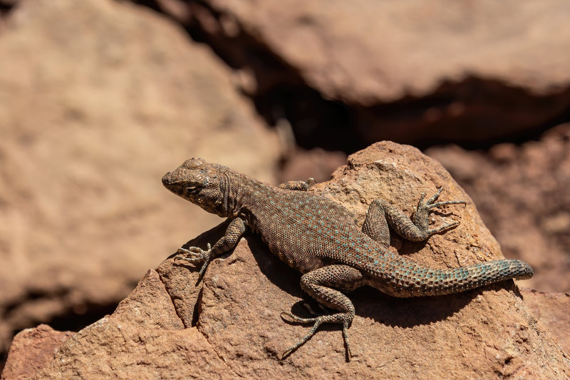 Lizards are abundant near Zeus & Moses