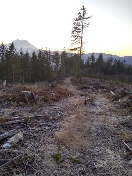 View looking down the connector trails between the 2000 and 2080 Roads towards Mount Rainier.