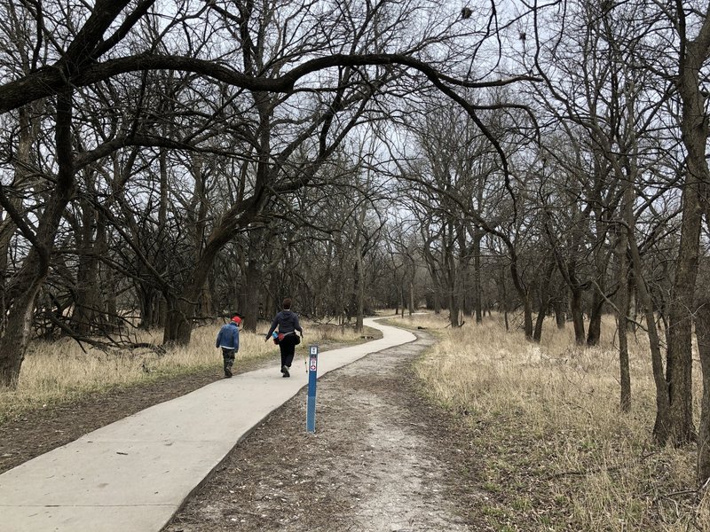 The hiking path winds in and out of the tree canopy