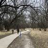 The hiking path winds in and out of the tree canopy