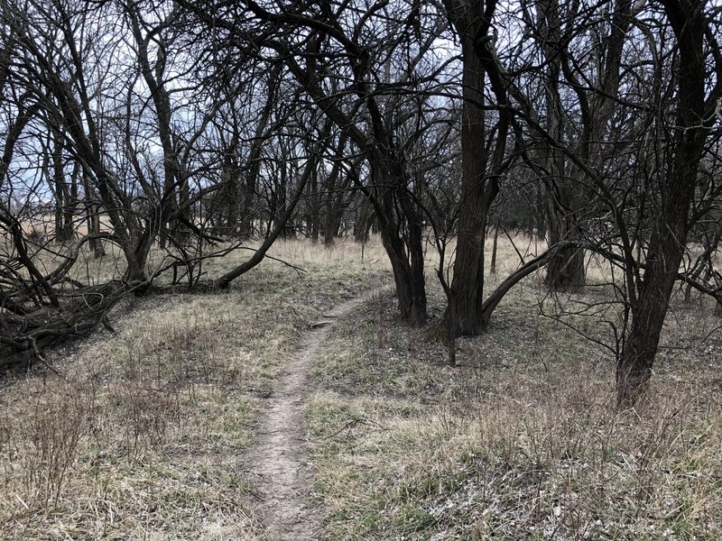 The shape of the trees are kinda spooky in the fall, making for a fun hike for the kids around Halloween