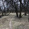 The shape of the trees are kinda spooky in the fall, making for a fun hike for the kids around Halloween