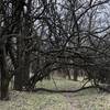 it's amazing how these trees have survived hundreds of floods over the years.