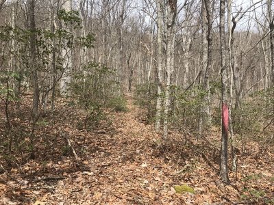 Eastern end of Sam Judd Ramsey Trail marked by red spray paint on trees. This photo looks west from outside the National Forest boundary. The trail east of this point does not exist.