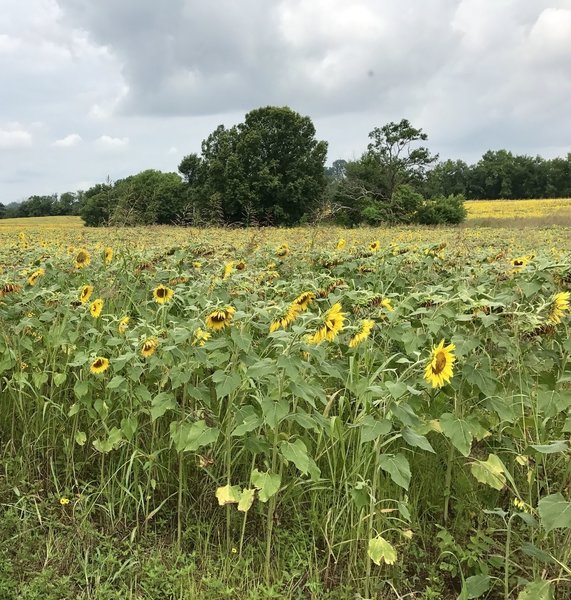 endless sunflowers.