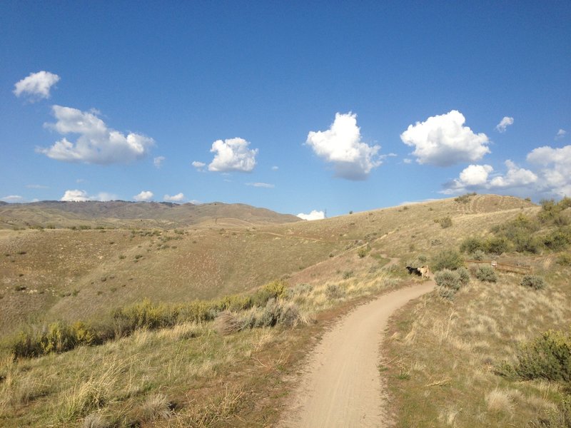 The dogs getting a bit ahead of me on Red Cliffs Trail