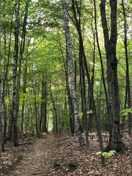 Dorr Mountain Ladder Trail