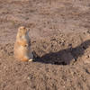 Prairie Dog and Shadow, Badlands National Park