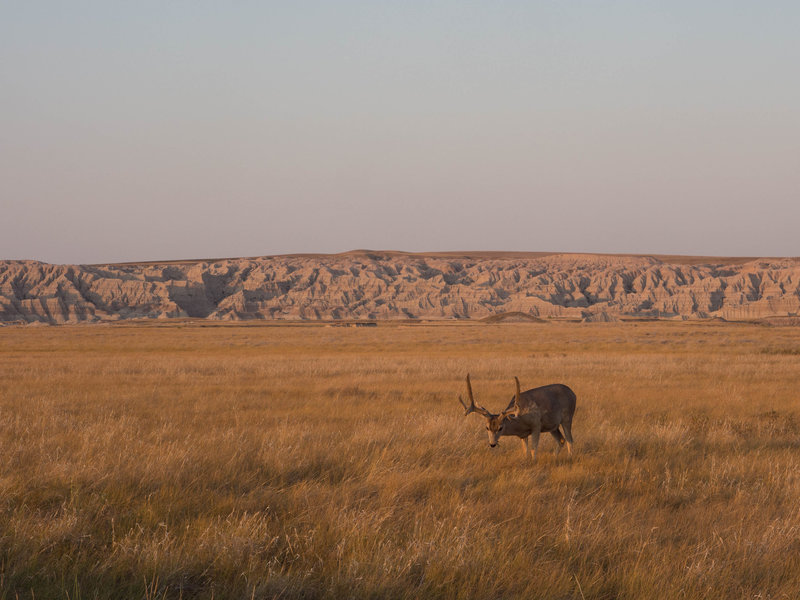 Deer in the Badlands