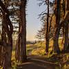 Path through mossy oaks