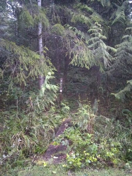 Lower / southern terminus of the trail on the 2300 Road. You really have to look for it.