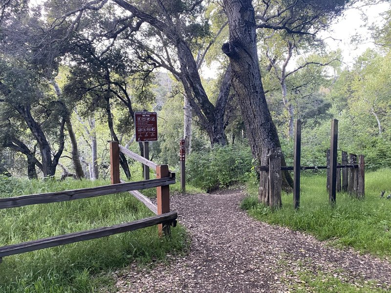 The trail emerges at the junction with the Stevens Creek/Tony Look Trail.