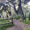 The trail emerges at the junction with the Stevens Creek/Tony Look Trail.