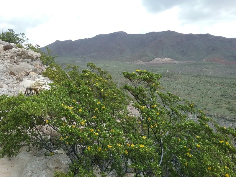 Creosote bush in bloom and Franklin Mountains