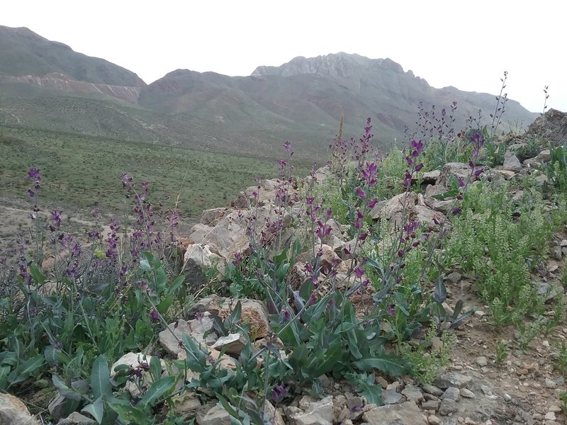 Lyreleaf Jewelflowers and Franklin Mountains