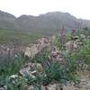 Lyreleaf Jewelflowers and Franklin Mountains