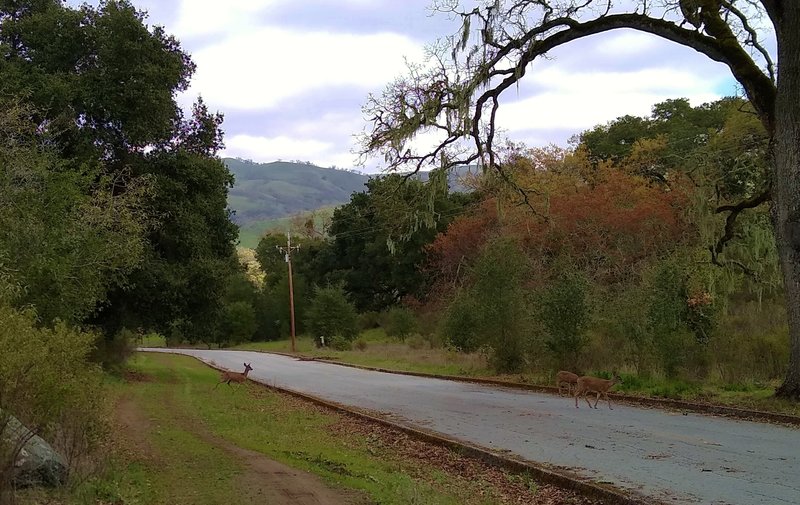 Deer along a stretch of San Felipe Trail that runs next to a park road.