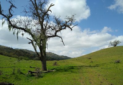 Grass and wooded hills of Joseph D. Grant County Park, along Eagle Trail.