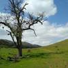 Grass and wooded hills of Joseph D. Grant County Park, along Eagle Trail.