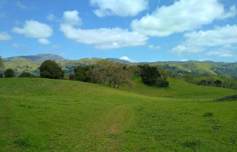 The oak studded grass hills of Brush Trail. In the distance, at the left, to the northeast, is Mt. Hamilton, 4,265 ft., with Lick Observatory on its summit.