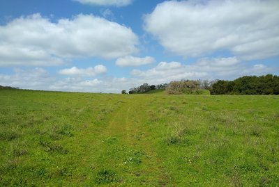The large grassy meadow of Joseph D. Grant County Park, where Dutch Flat Trail ends.