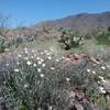 White Stackstems and view of Franklin Mountains