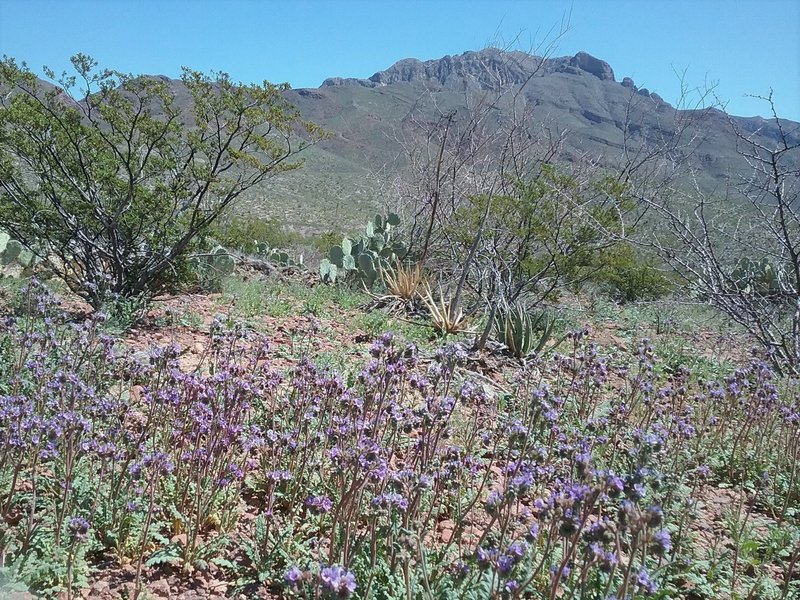 Phacelias in bloom and view of South Franklin Peak