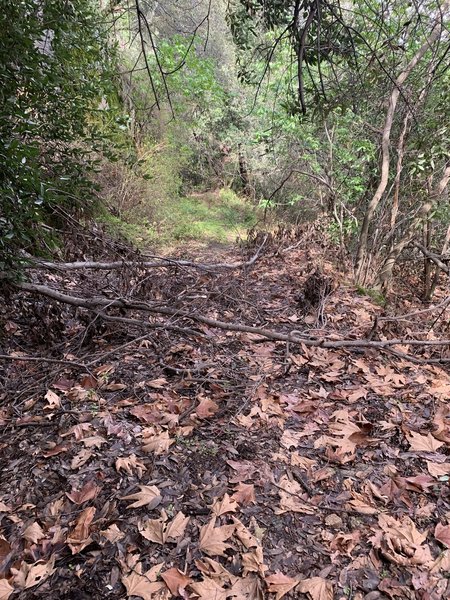 Lots of brush across trail towards the end