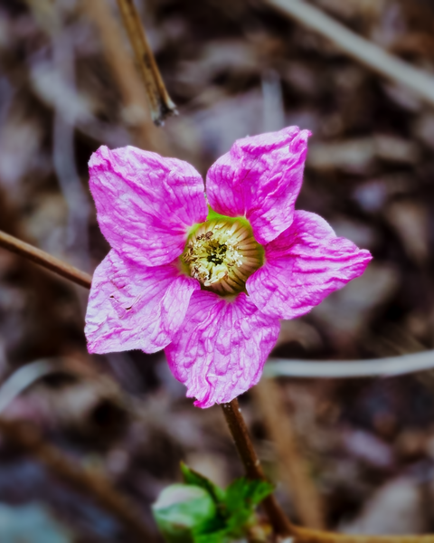 These flowers have become wrinkled, perhaps their pedals will fall off soon