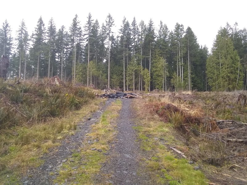 One of the three log piles you have to navigate over at the start of the trail.