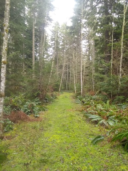 Start of the trail section of the 2340 Road.