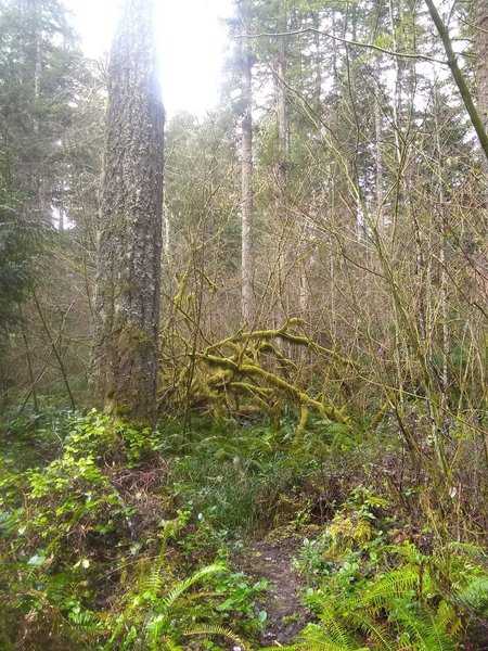 Moss covered tree on the more ferny singletrack portion of the trail.