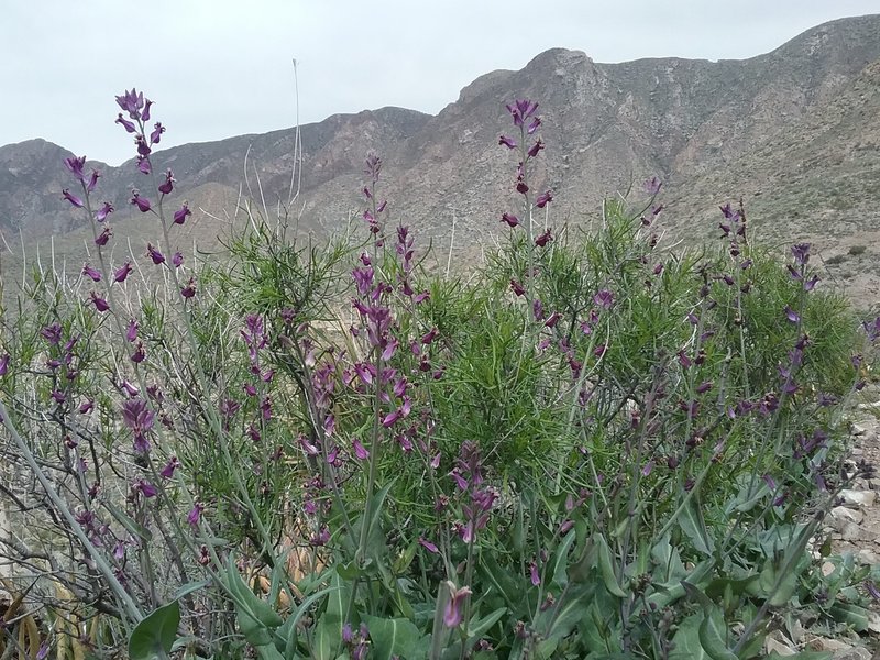 Streptanthus in bloom