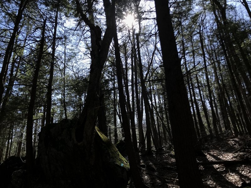 Sunlight through the branches of moss stone tree