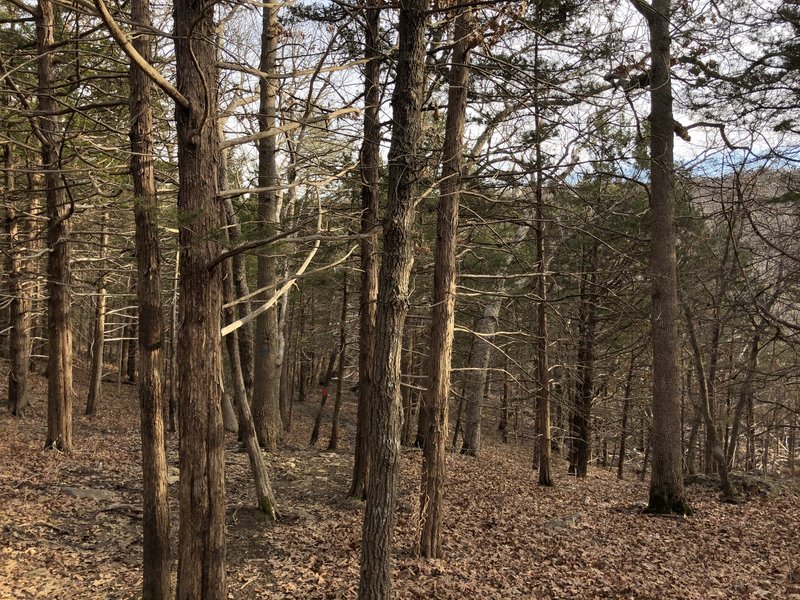 This is a flatter part of the trail, there are some pretty steep climbs in here.