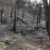 This lake was up 30' higher than this picture in May of 2019.  Here's remnants of that flooding.  Do not hike this trail when the lake is up.