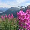 Flowers in august