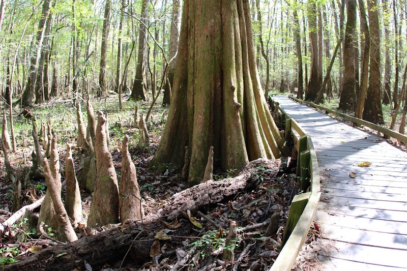 Cypress' Large roots