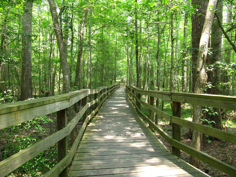 Elevated Boardwalk Trail Congaree National Park