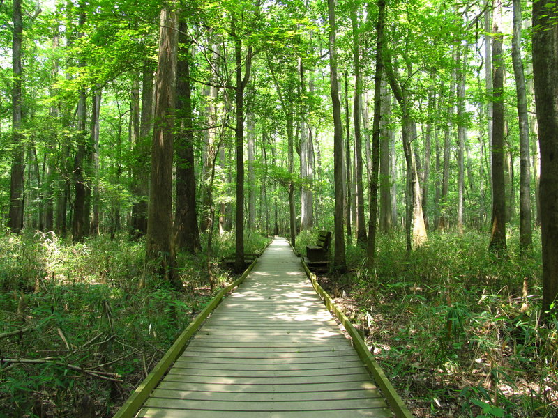 Lower Boardwalk Trail, Congaree National Park