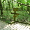 Lower Boardwalk Trail, Congaree National Park