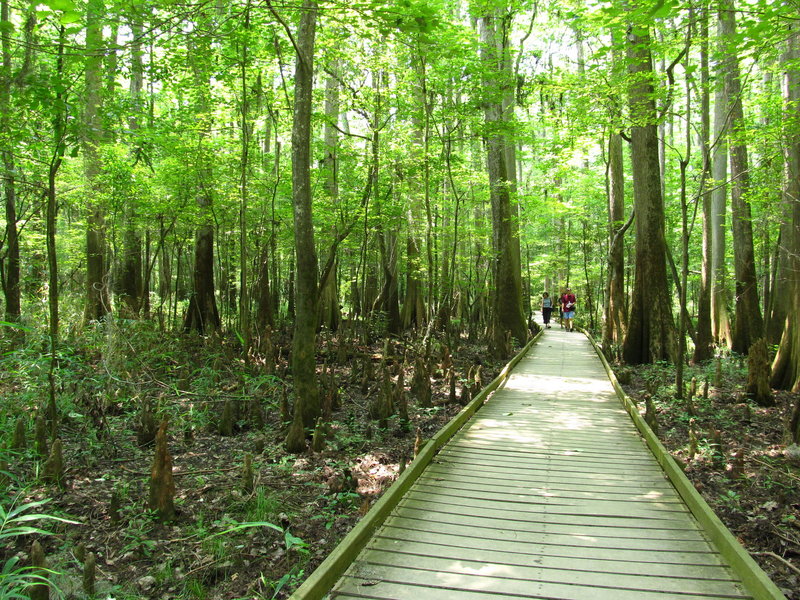 Lower Boardwalk Trail, Congaree National Park