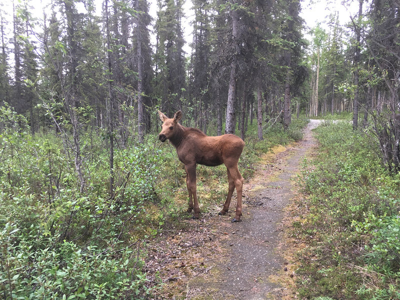 Moose