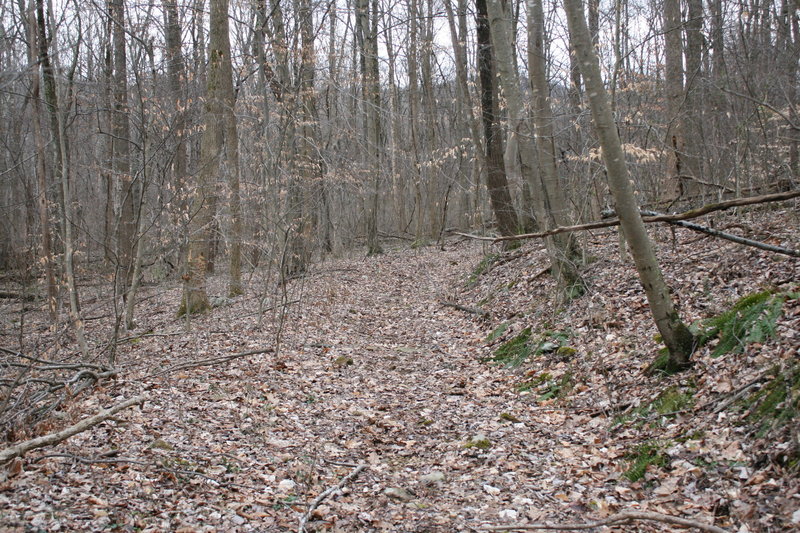 Wildcat Hollow (un-named trail)