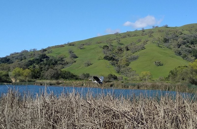 A great blue heron makes its home at Grant Lake in Joseph D. Grant County Park.