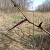 One of the honeylocust trees is reaching out onto the trail.