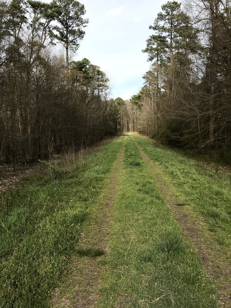 Grassy embankment on trail