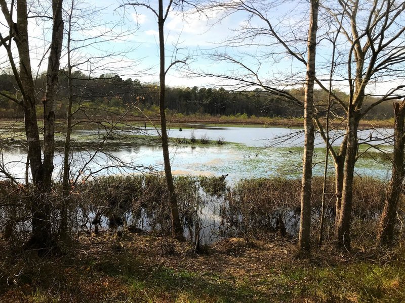 Looking down on the pond