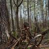 Farm equipment being retaken by the forest